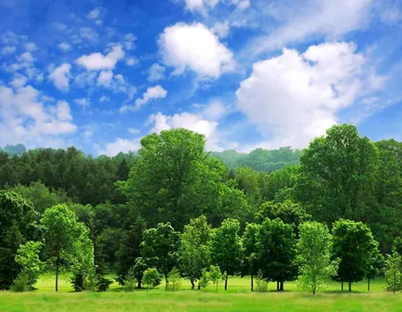 alberi