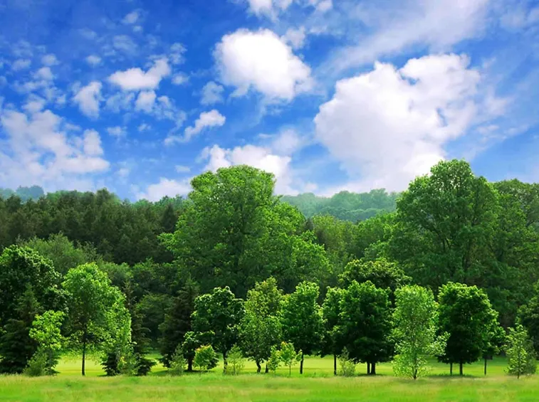 alberi