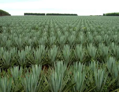 sisal
