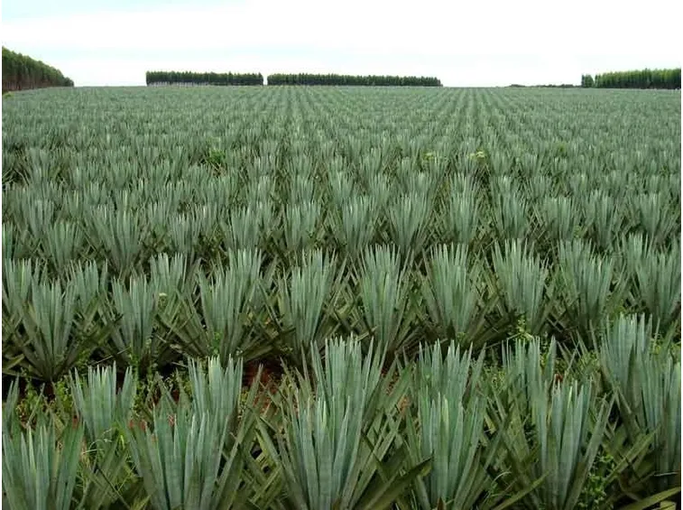 sisal