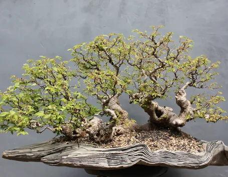 bonsai
