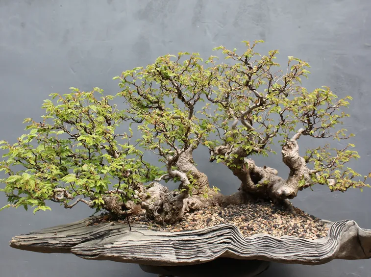 bonsai