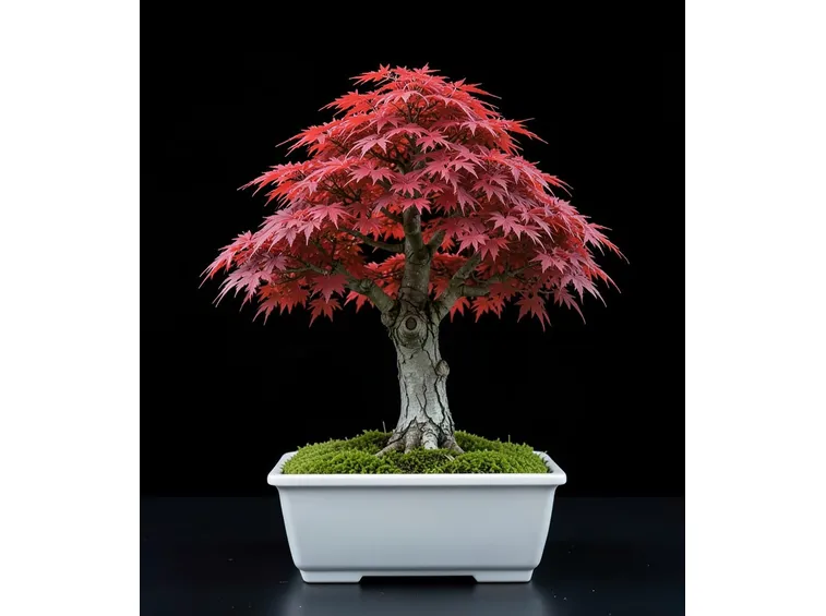 bonsai rosso