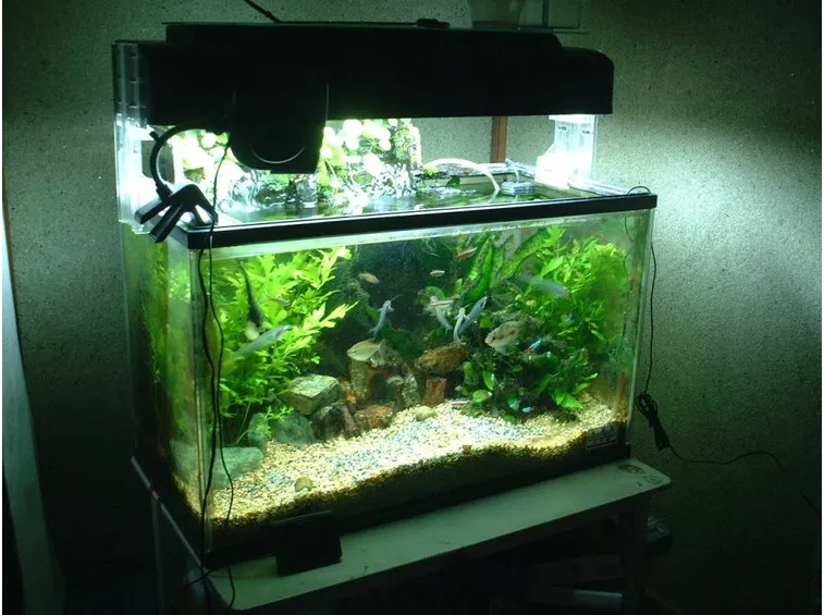Allestire un acquario
