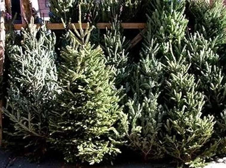 albero naturale