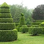 arte topiaria