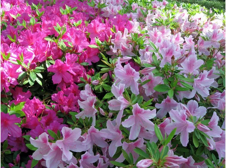 azalea
