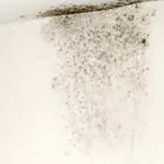 muffa su muro umido