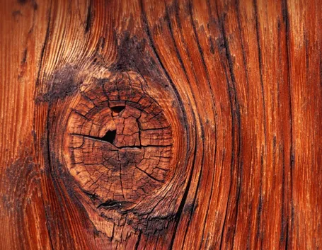 nodo del legno