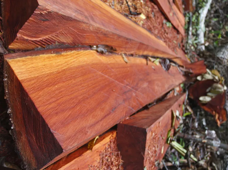 legno di mogano 