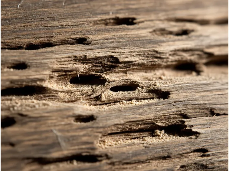 effetti tarlo del legno