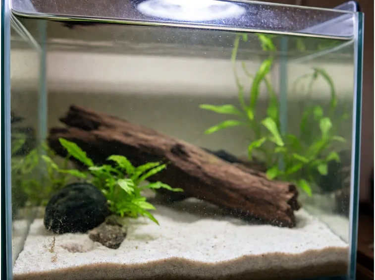 acquario fai da te