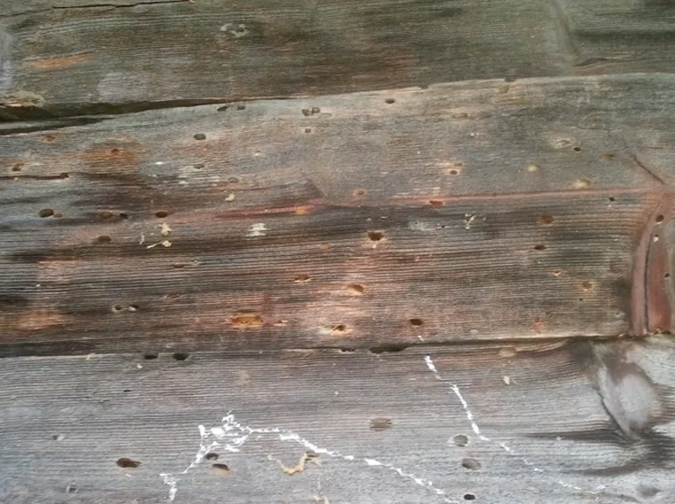  legno con tarli