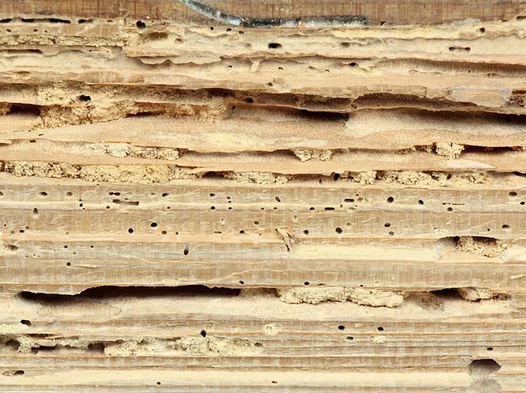legno tarlato