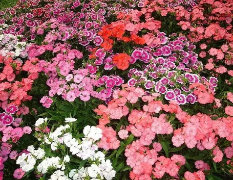 Fiori in giardino