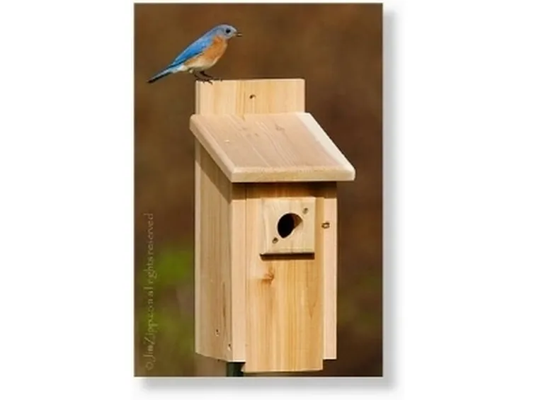 casetta in legno per uccelli