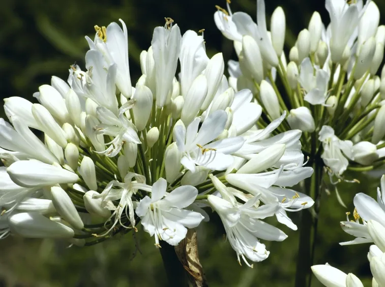 agapantus bianco