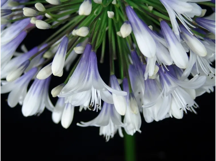 Coltivazione agapanthus