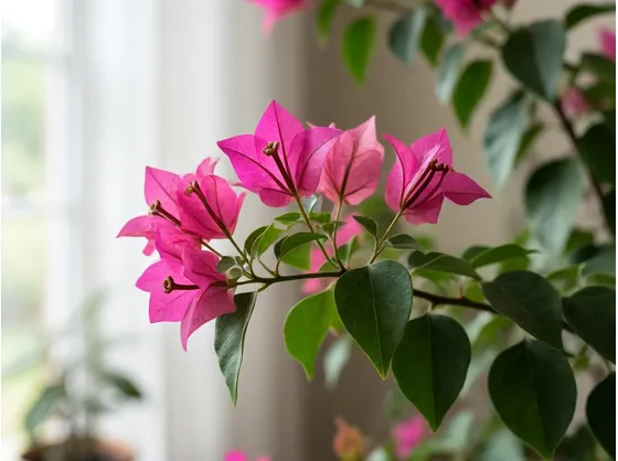 bouganvillea