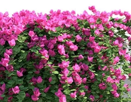 bouganvillea