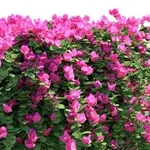 bouganvillea