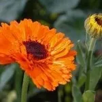 calendula