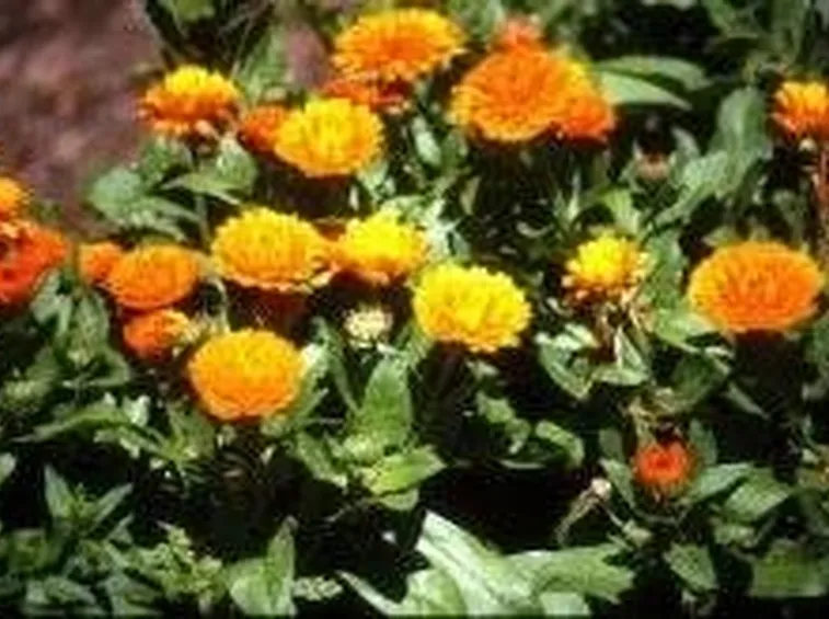 calendula