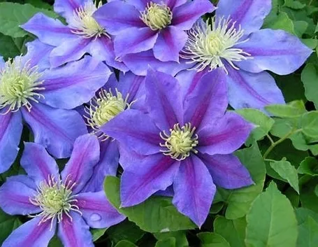 Clematis