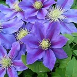 Clematis