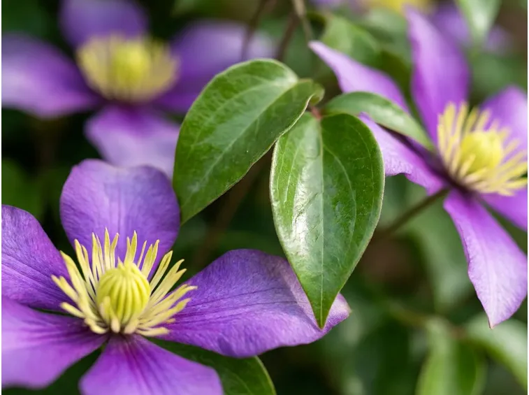 Clematis