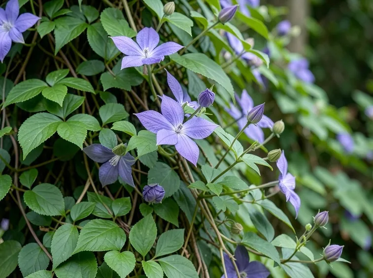 clematis rampicante