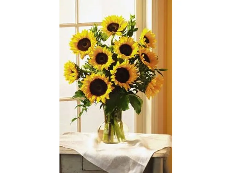 girasoli recisi
