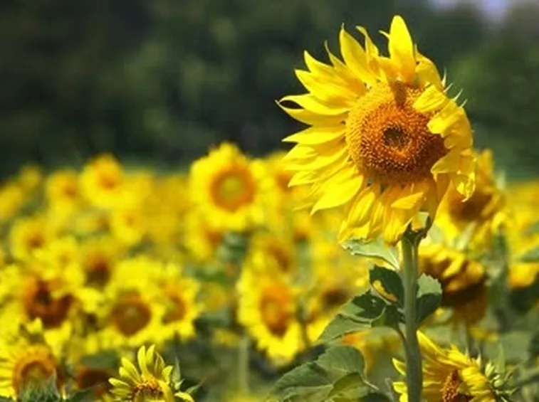 coltivazione girasole