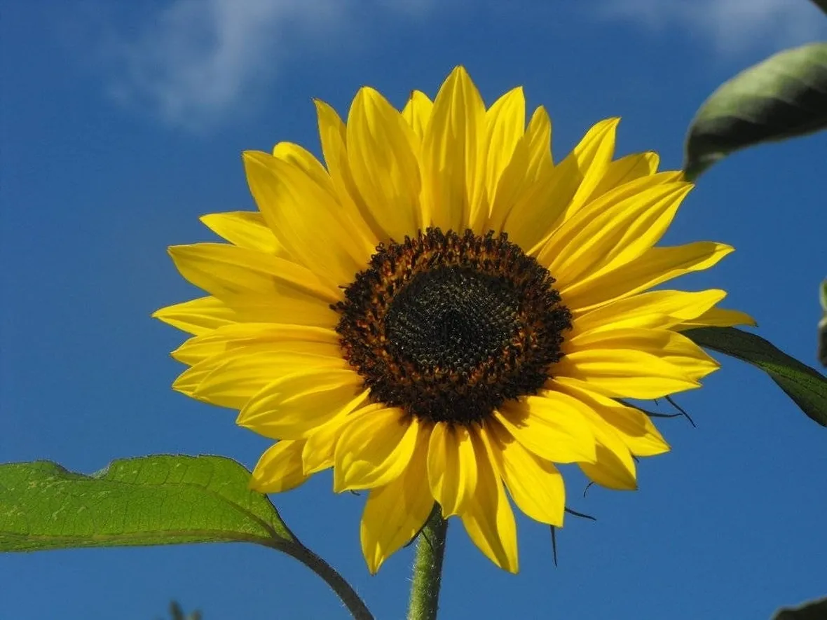 Coltivare il girasole 