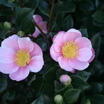 camelia rosa