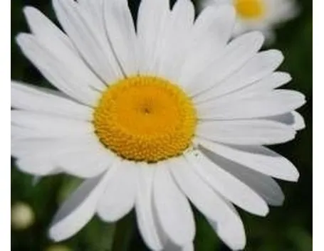 fiori di stagione