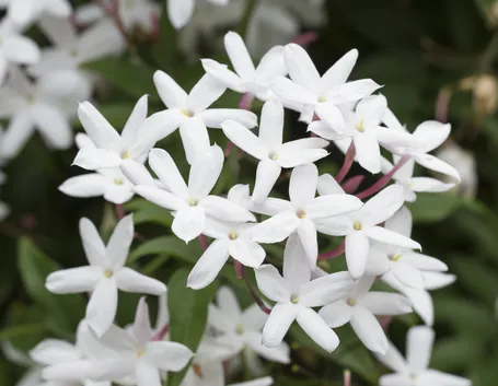 fiori di gelsomino 