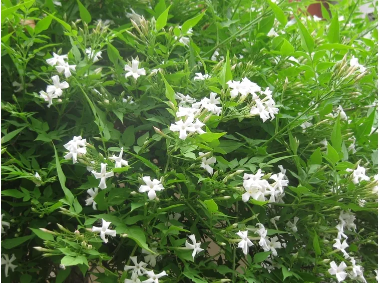 pianta gelsomino