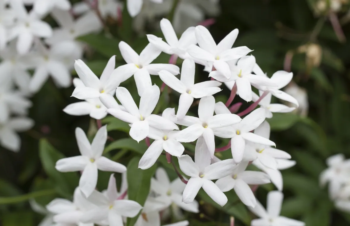 fiori di gelsomino 