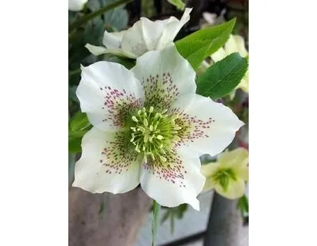 Helleborus