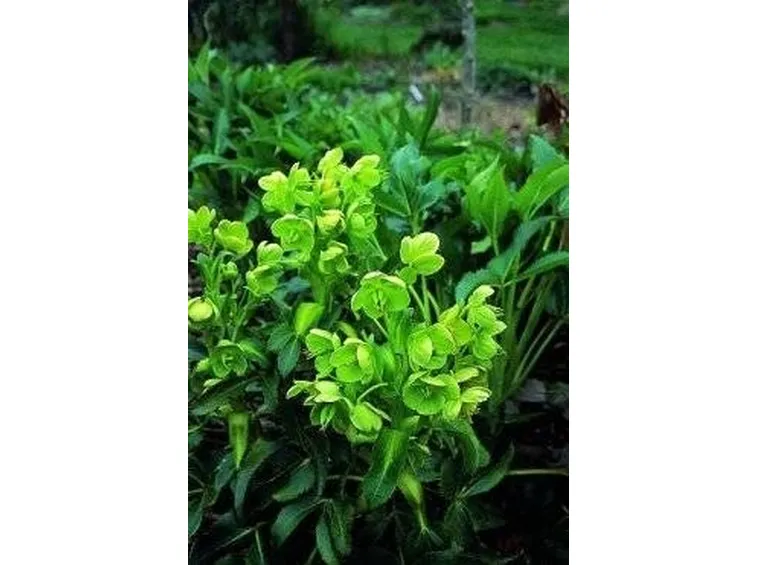 Helleborus 