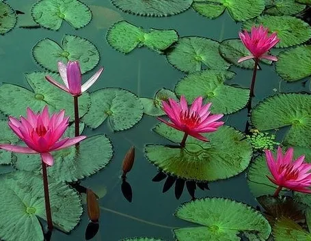 Fiore di loto