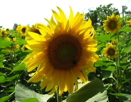 Caratteristiche del girasole