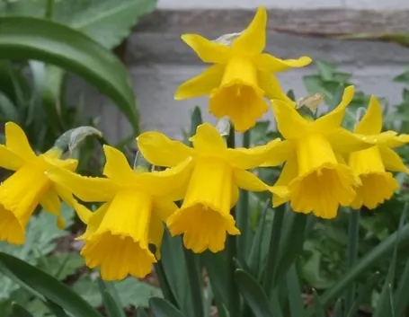 narcisi