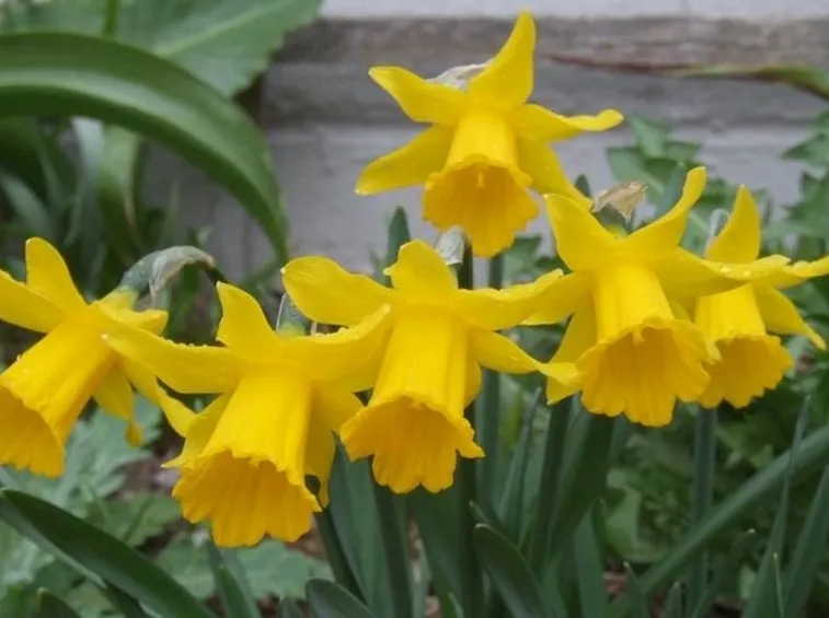 narcisi
