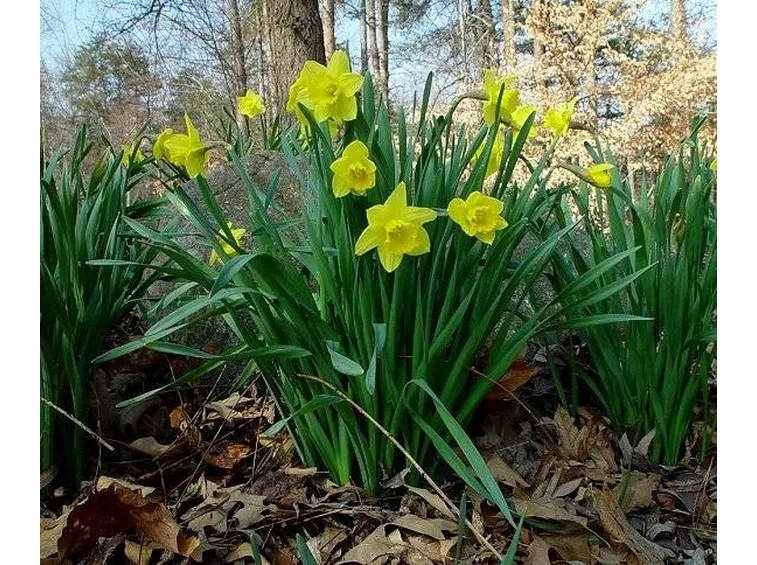 narcisi