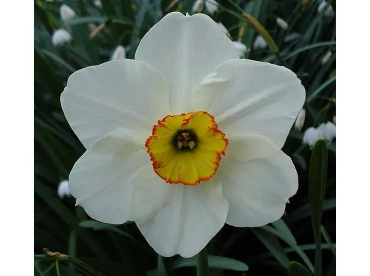 coltivare narcisi