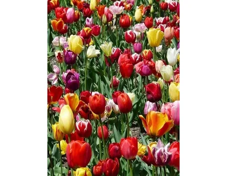 tulipano