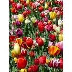 tulipano