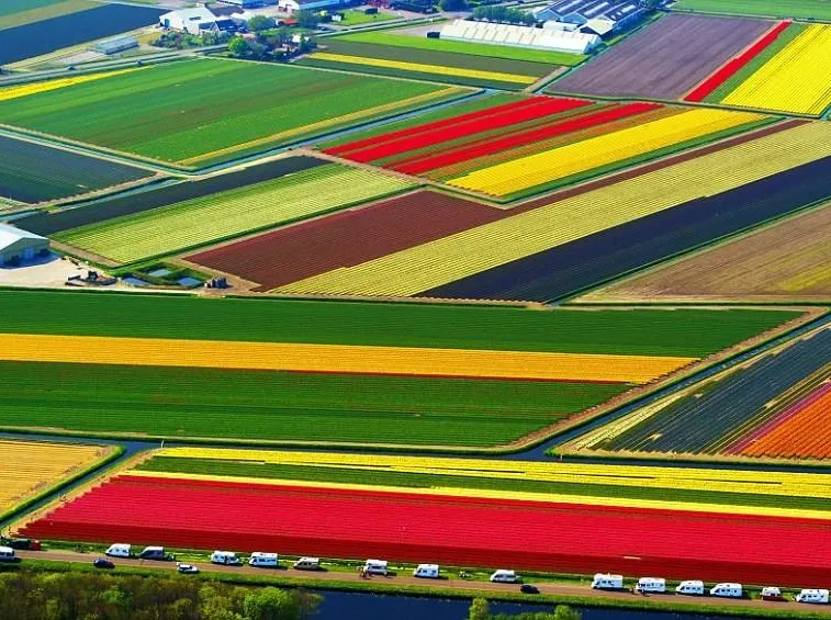 tulipani in olanda